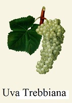 uva trebbiana